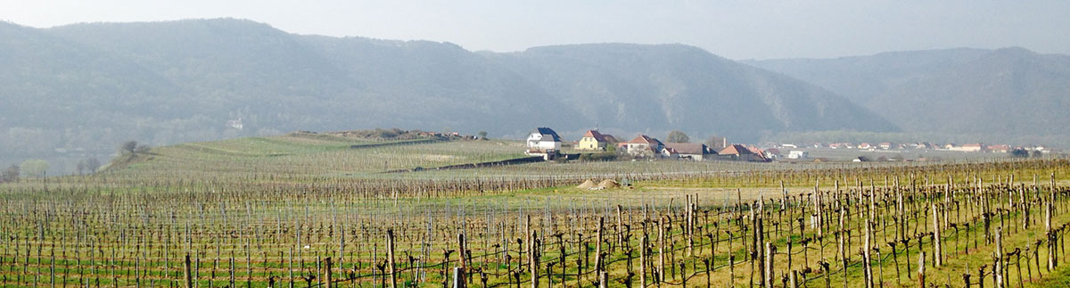 Winery fields